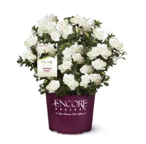 Encore Azalea 2-Gallon Autumn Angel Live Shrub $14.98 11 Encore Azalea