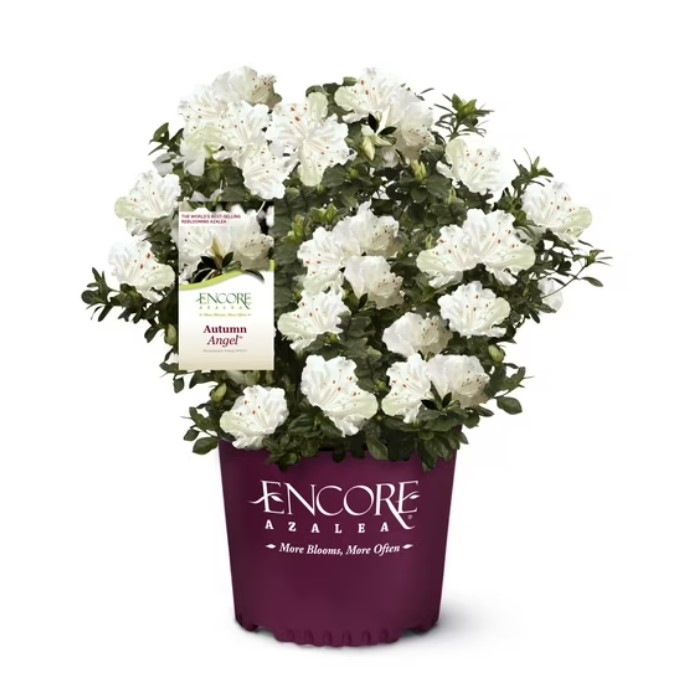 Encore Azalea